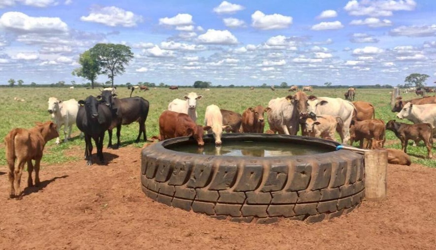 Bebedouro de água ecológico feito com pneus gigantes